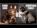 Maine Coon Cat VS. Norwegian Forest Cat の動画、YouTube動画。