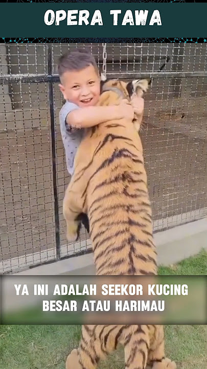 Persahabatan manusia dan seekor harimau#shorts#harimau