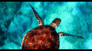 Sea Turtles: 10 Crazy Facts YOU Didnt Know