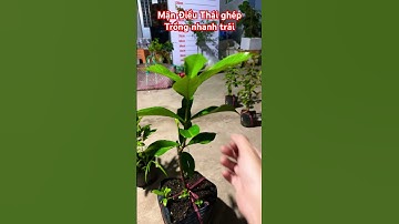 Cây Mận Điều Thái trồng nhanh trái | 0386569374 - Ngọc Ngân Bến Tre | Chuyên cây độc lạ