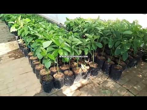 Jual Bibit Alpukat SAB 034, Siap Tanam & Siap Kirim