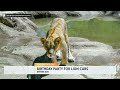 Denver Zoo and Conservation Alliance celebrates lion cubs' birthday