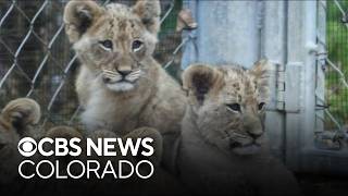 Denver Zoo and Conservation Alliance celebrates lion cubs birthday
Denver Zoo and Conservation Alliance celebrates lion cubs birthday Denver Zoo and Conservation Alliance celebrates lion cubs birthday