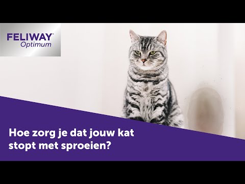 Video: Wat zijn de geuren die katten haten?