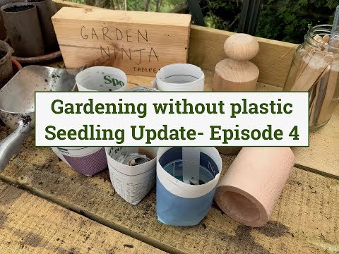 Gardening without plastic Seedling Update Episode 4