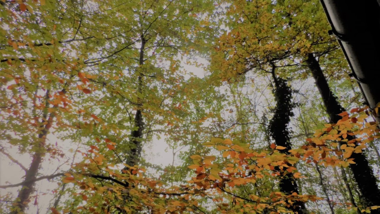 les arbres d 'autonne du mois d 'octobre 2019 - YouTube