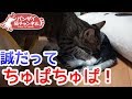 兄猫だってちゅぱちゅぱしたい!一心不乱にちゅぱる子猫。