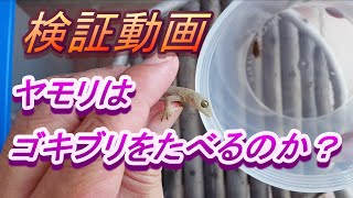 【Gecko meal】 ヤモリはゴキブリを食べるのか？＃ニホンヤモリ＃ヨーロッパイエコオロギ#Cricket＃Geckomeal＃コオロギ繁殖＃おーちゃんねる#ヘビフロッグｃｈ