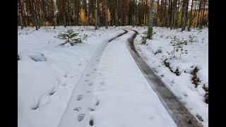 Karhu - lumijäljillä ja pieni haukunpäräys. BEAR - SNOW TRACKS...