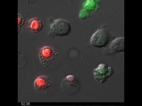 Anti-Fas-induced Apoptotic L929 Cells - Morphology, ROS & PI Uptake Overlay