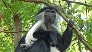 COLOBUS MONKEY IN DIANI