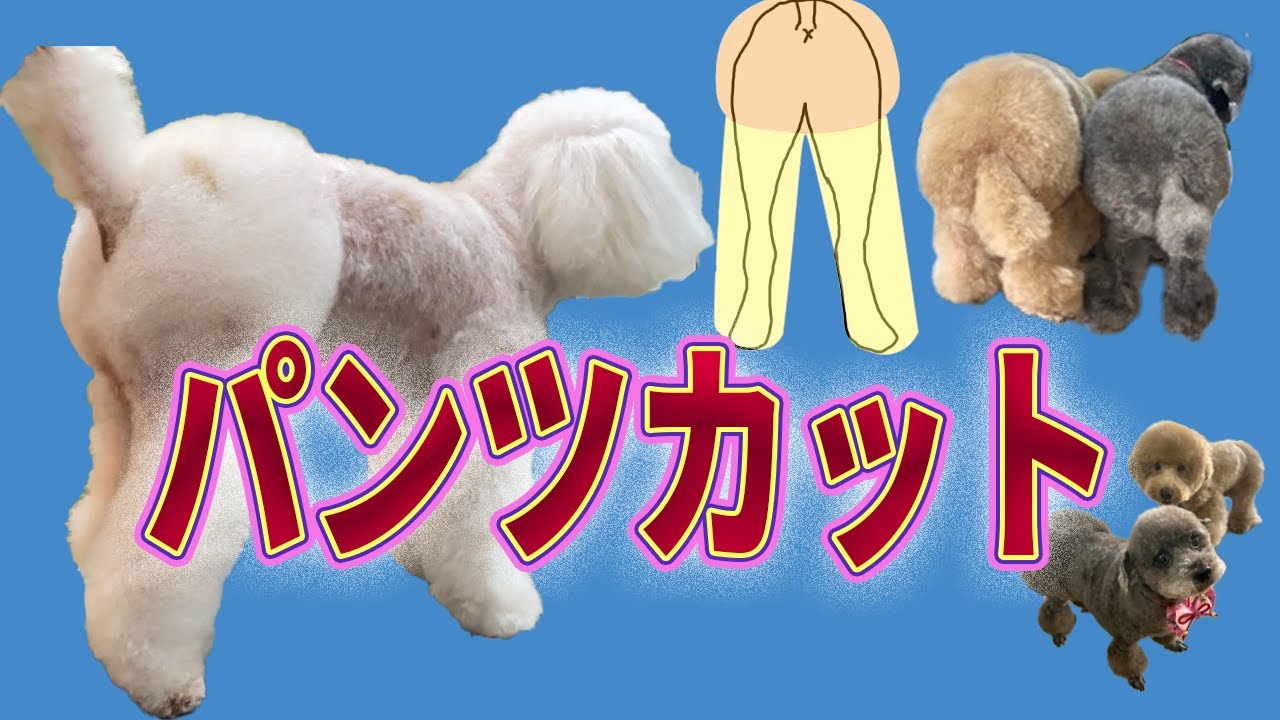 トイプードル♡おパンツカット 134 [Poodle] Pants Cut (with subtitles) - YouTube