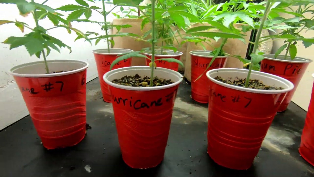 Slurricane #7 Indoor Organic Grow 8-14-19