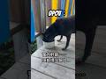 Animals Pets 狗子的日常 Yuli狗 琪琪狗 新光國小 埋頭幹飯 為了生活我可以忍 Animals Pets 狗子的日常 Yuli狗 琪琪狗 新光國小 埋頭幹飯 為了生活我可以忍