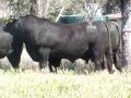 Texas Angus QLD Bulls to sell at Triple B Brangus Bull Sale