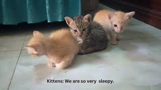 Funny Kittens - Special Scenes 4K Quality | BEST Compilation 😳😆