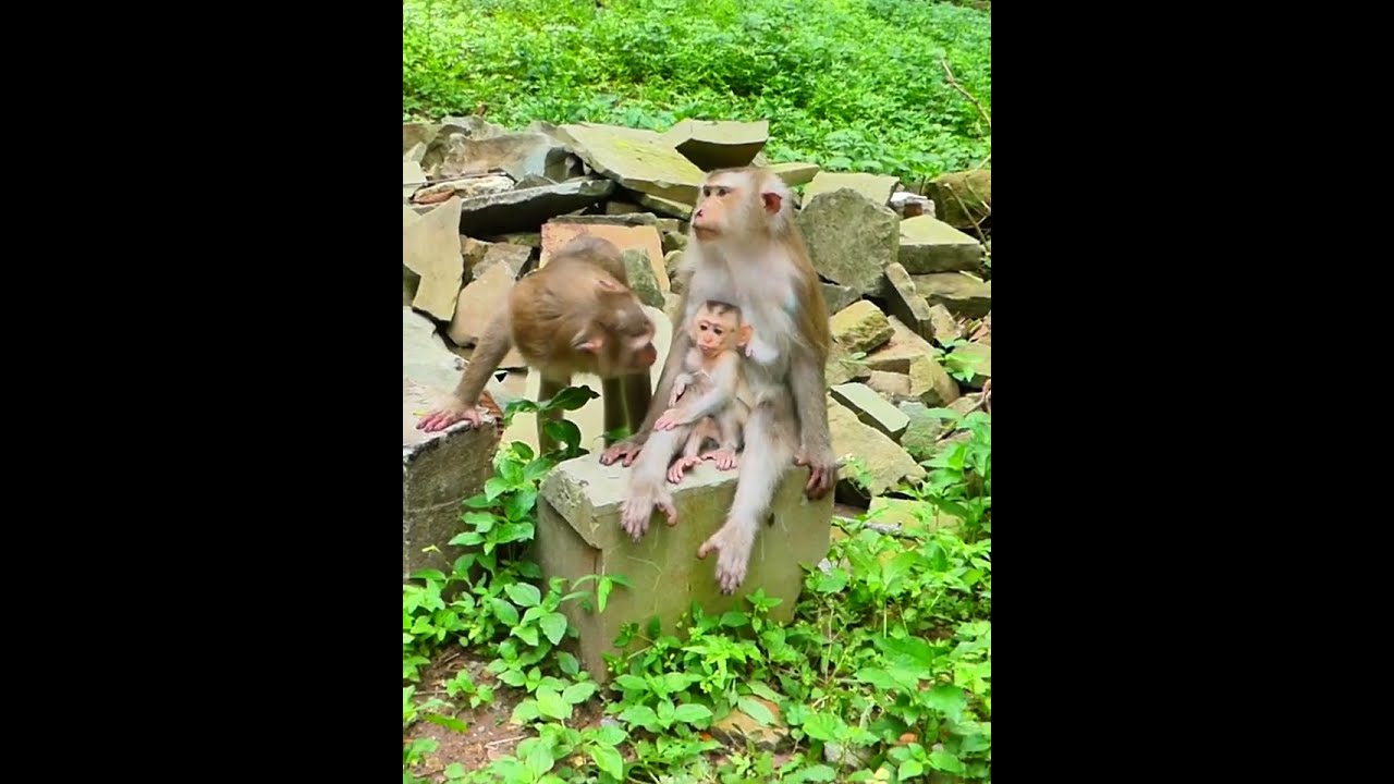 07 27 25 Monkey Discovery 003 Newborn Babymonkey Joyce Monkeylife Abandoned Wildife Jacee