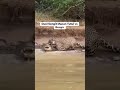 macan tutul vs buhaya darat#😁#wildlife #shorts #short