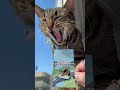 May's Cat of the Month is...