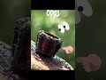 Miraculous Mushroom🍄#yt shorts#viral video #like #comment  #suscribe #rabbitandme