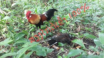 ສຽງໄກ່ຕໍ່ເຂົ້າດີ Suab dib qaib qus tuaj zoo heev 100%