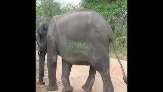 The Baby Elephant Came Near The Jeep | 子象がジープに近づいてきた | Wildlife | Elephant | Animals #Shorts