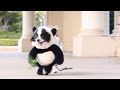 Funny Panda Puppy Halloween Costume Original Video(Seen on Facebook -Crazimals, Unilad, Viral Thread
