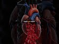 Your Heart is about the size of your fest... #heart #health #body