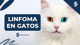 Toda la Verdad Sobre el Linfoma en Gatos: Causas, Síntomas y Tratamiento