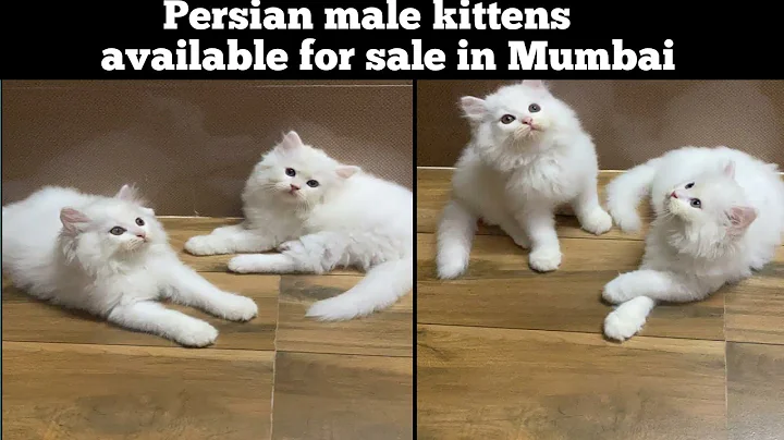 Video 7492051: pure white persian kitten, white male persian kitten