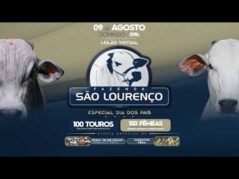 LOTE 33