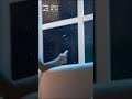 ن حو ل أحلامك إلى واقع سيدار عالمك من خيالك ديكور