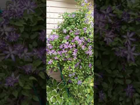 Video: Clematis Omoshiro: tumbuh di rumah