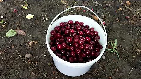 Вишня шпанка