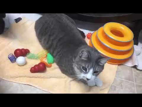 cute cats for sale 8-3-17 noon shelter tour