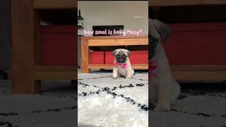 How small is BABY MOSY actually? 🥹🩷 #pug #dog #puppy