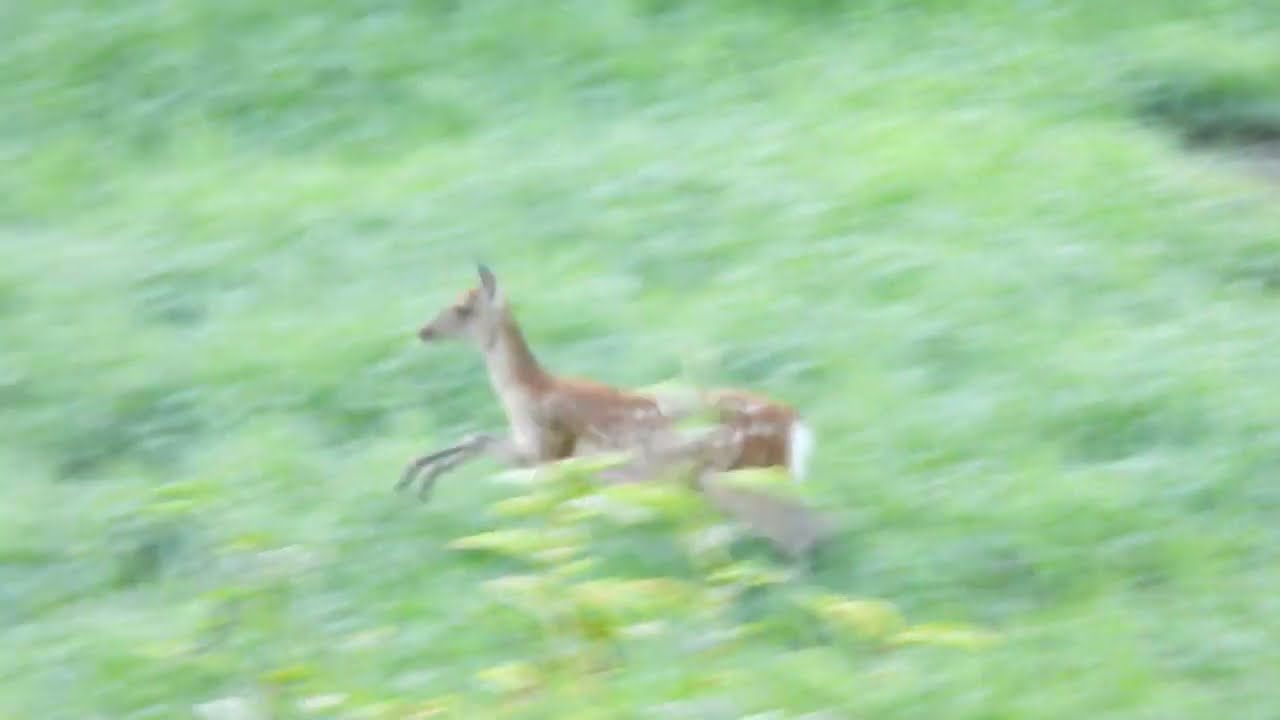 野生動物】二ホンシカ2Cervus nippon - YouTube