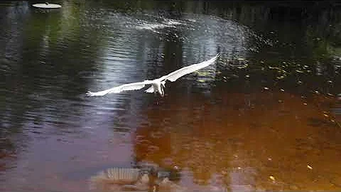 Three Birds in Slow Motion