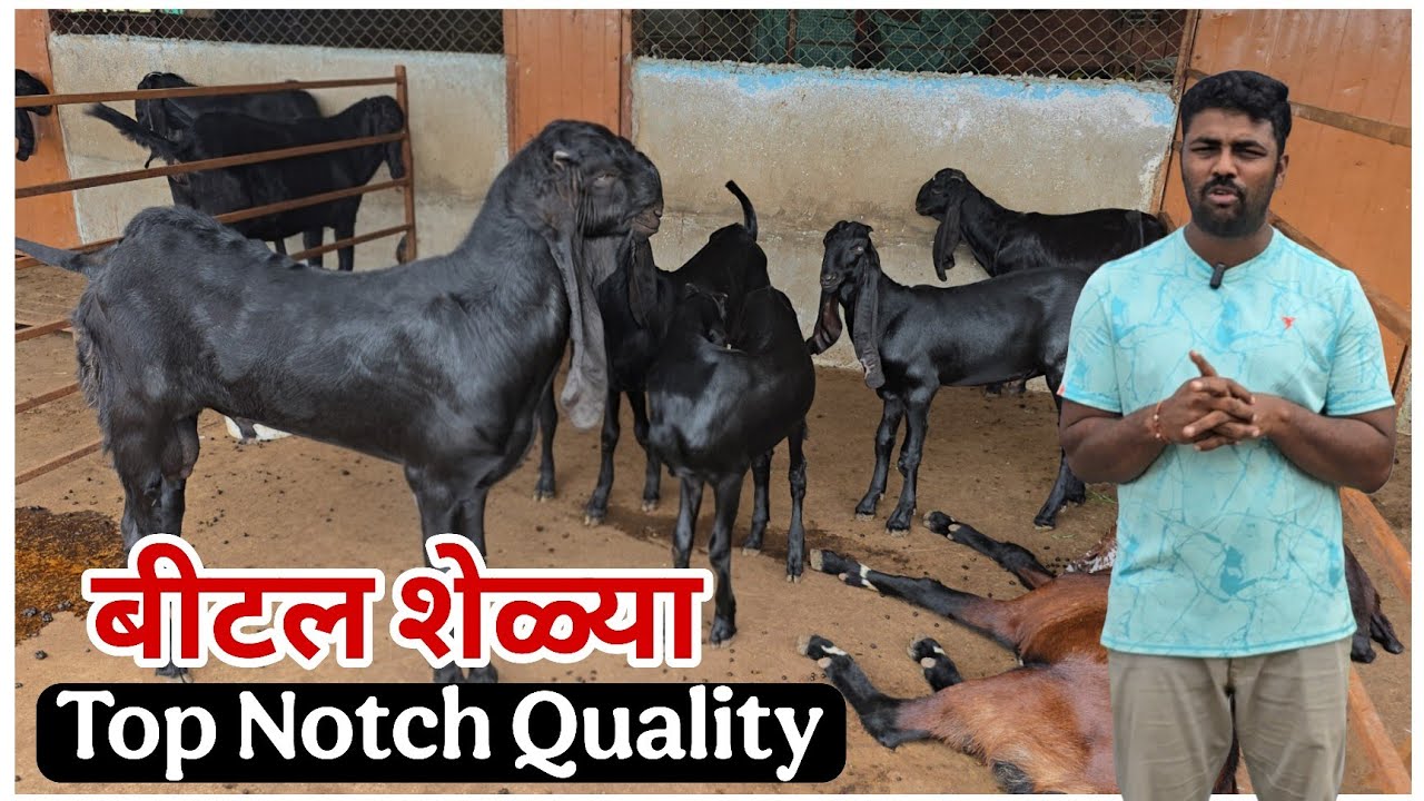 Top Notch Beetal Collection of RD goat farm Manmad Maharashtra | Full Informative 