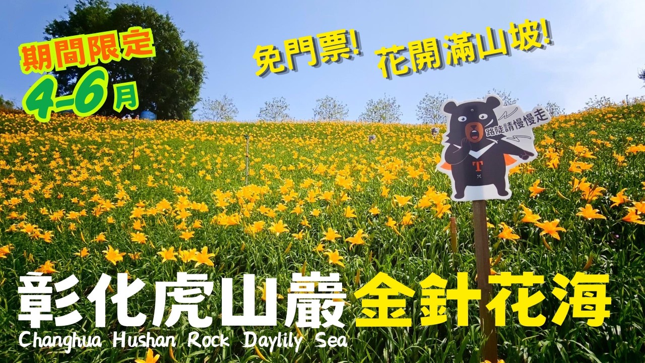 ❣️彰化花壇-虎山巖金針花海| 花開滿山坡, 與花東比美🎵一日美人金針