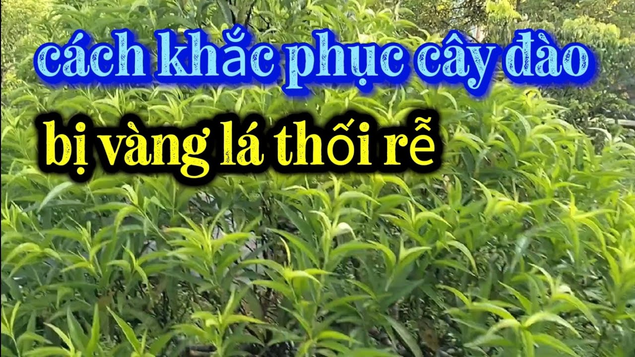 Cách khắc phục cây đào bị vàng lá thối rễ #daotet 