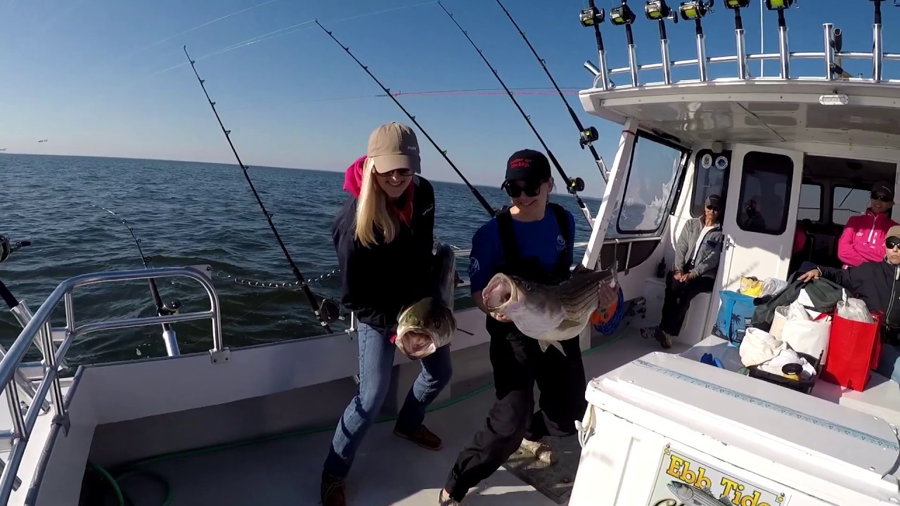 Chesapeake Bay Fish Guide: Sportfish Directory