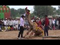 ऊंट 🐪 को kya शानदार तरीके से नचाया।।#camel#cameldancevideo#horse #sansansehorhorse#horsetrancedance