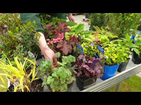 Video: Lauko konteineriuose auginamų augalų tręšimas – kaip maitinti vazoninius augalus lauke