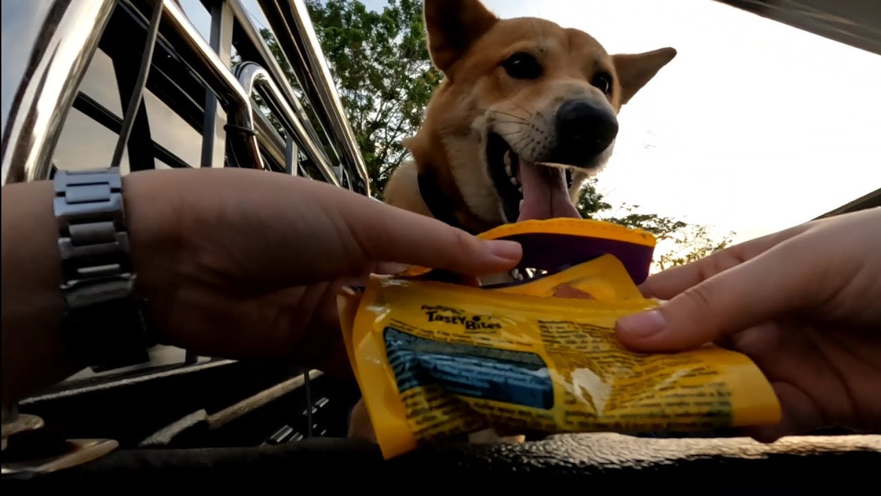 Bringing Enzo for an evening walk Malaysian Dog YouTube