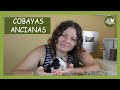 CUIDADOS COBAYAS ANCIANAS | NECESIDADES DE LAS COBAYAS MAYORES O SENIOR | LA GATA VEGANA
