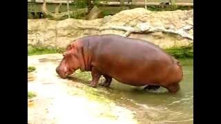 Hungry Hippos Pleasant Surprise