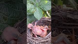 Selfish Cuckoo Baby Tries to Take Over the Nest #shorts #shortsvideo #shortfeed #short