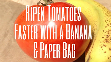 Ripen Tomatoes Faster with a Banana & Paper Bag