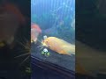 big Monster👹 Cat Fish | A4 aquarium|#a4aquarium #viral #monsterfish